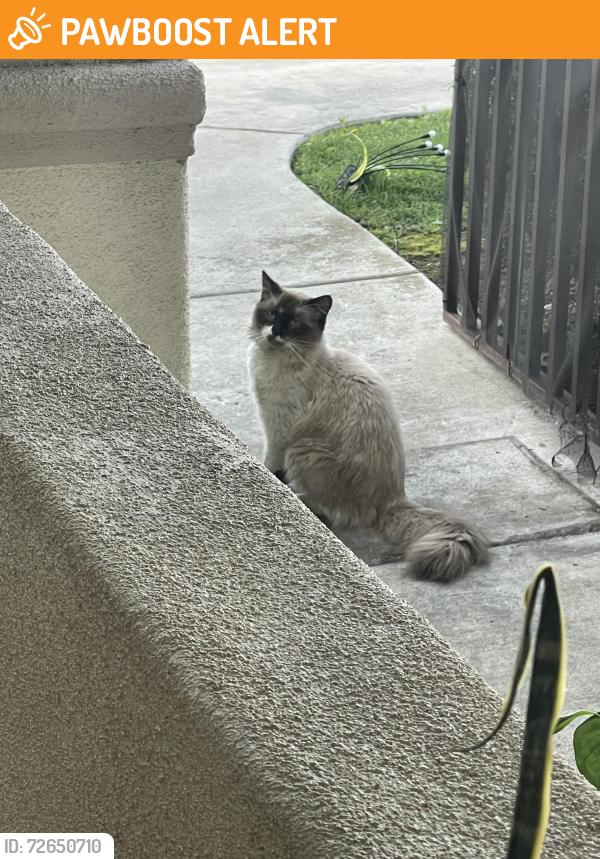 Found/Stray Unknown Cat last seen Terraza del sol, on vineyard between arrow and foothill , Rancho Cucamonga, CA 91730