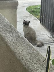 Found/Stray Unknown Cat last seen Terraza del sol, on vineyard between arrow and foothill , Rancho Cucamonga, CA 91730