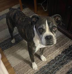 Lost Female Dog last seen Sewell auto tech , Odessa, TX 79761
