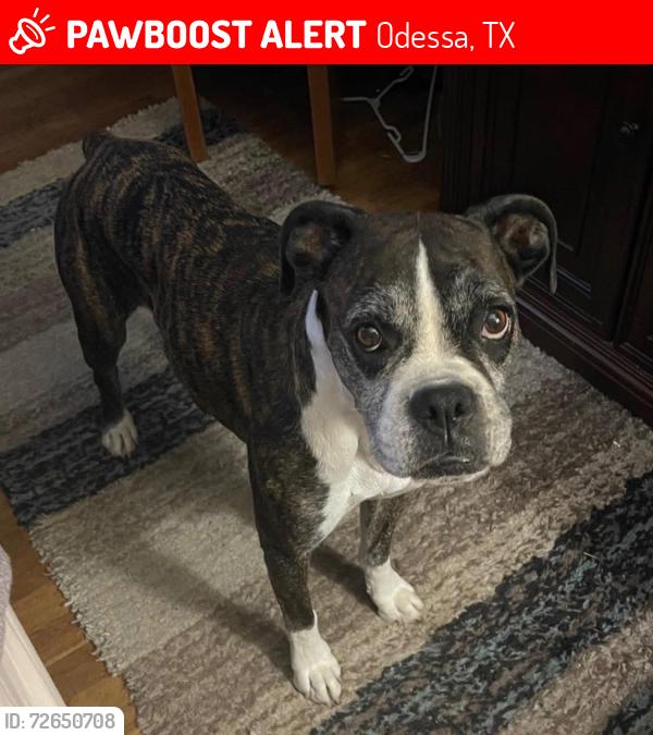 Lost Female Dog last seen Sewell auto tech , Odessa, TX 79761