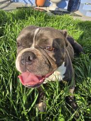 Found/Stray Female Dog last seen Tulare and watson, Visalia, CA 93277