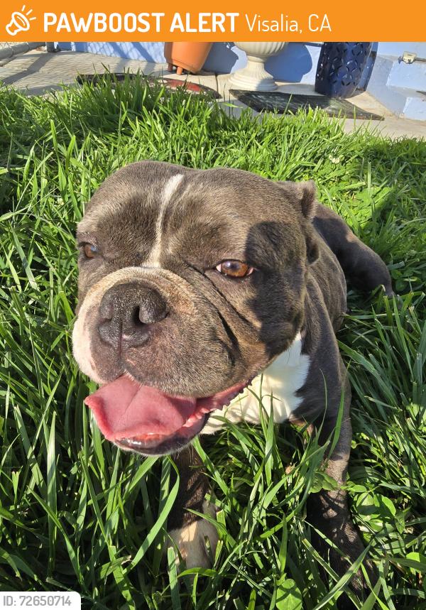 Found/Stray Female Dog last seen Tulare and watson, Visalia, CA 93277