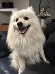 Found/Stray Unknown Dog last seen 11th & woodlawn, Wichita, KS 67208