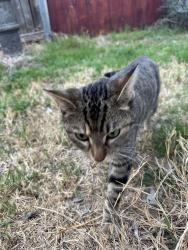 Found/Stray Unknown Cat last seen Walsh Ln & Claremont, Grand Prairie, TX 75052