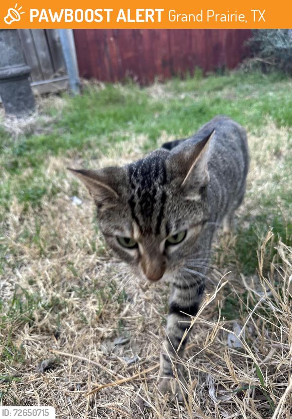 Found/Stray Unknown Cat last seen Walsh Ln & Claremont, Grand Prairie, TX 75052