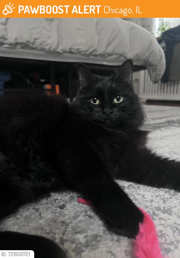 Found/Stray Female Cat last seen Keokuk , Chicago, IL 60630