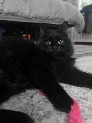 Found/Stray Female Cat last seen Keokuk , Chicago, IL 60630