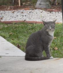 Found/Stray Male Cat last seen lake avenue, West Palm Beach, FL 33405