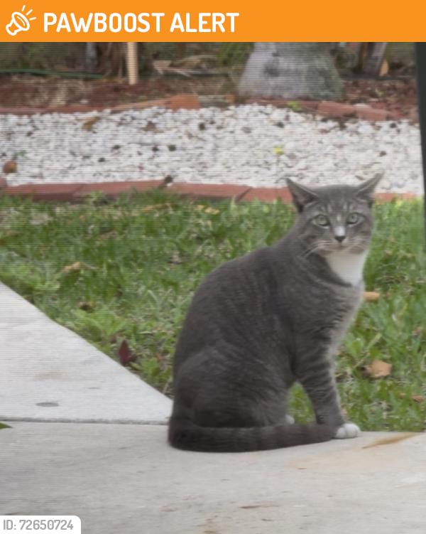 Found/Stray Male Cat last seen lake avenue, West Palm Beach, FL 33405