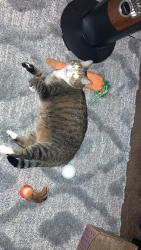 Lost Male Cat last seen Sonora drive, , Grove City, OH 43123
