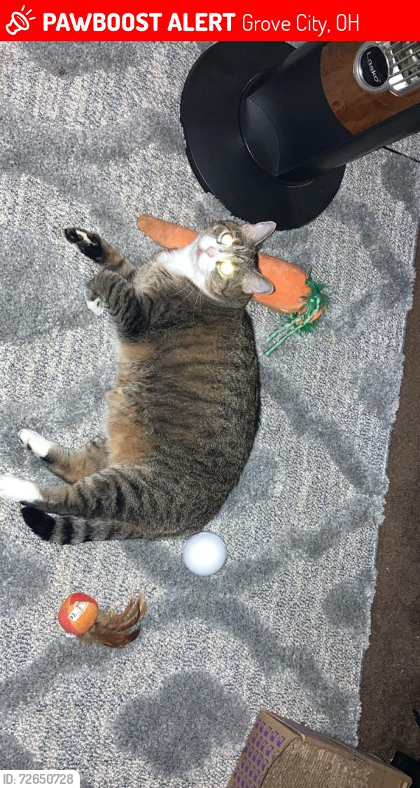 Lost Male Cat last seen Sonora drive, , Grove City, OH 43123