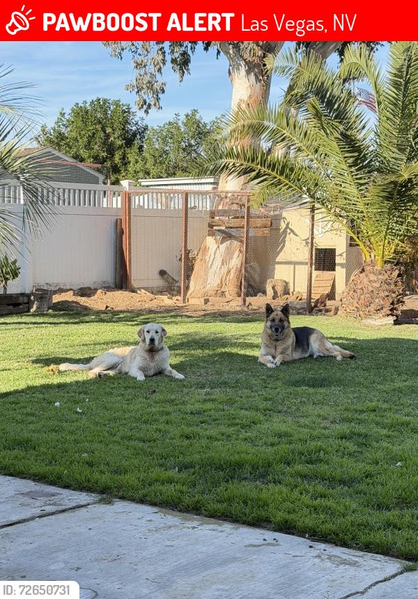 Lost Male Dog last seen Del Mar , Las Vegas, NV 89102