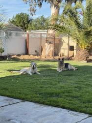 Lost Male Dog last seen Del Mar , Las Vegas, NV 89102