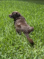 Lost Male Dog last seen West end blvd, New Orleans, LA 70124