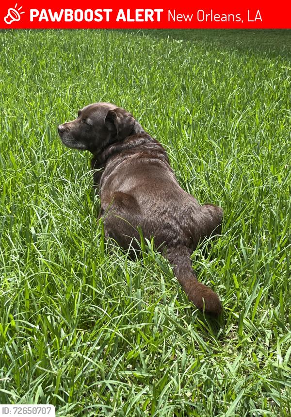 Lost Male Dog last seen West end blvd, New Orleans, LA 70124