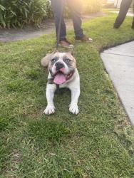 Found/Stray Male Dog last seen Mountain , Ontario, CA 91762