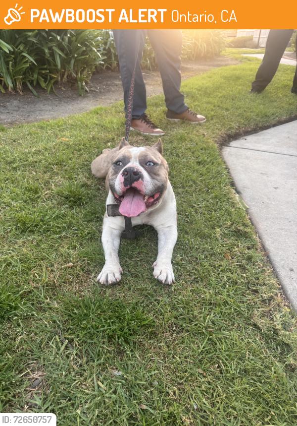 Found/Stray Male Dog last seen Mountain , Ontario, CA 91762