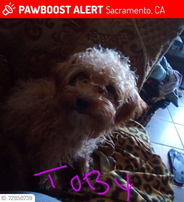 Lost Male Dog last seen El camino ave, Sacramento, CA 95815