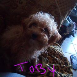 Lost Male Dog last seen El camino ave, Sacramento, CA 95815