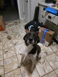 Found/Stray Female Dog last seen Texas Roadhouse off I-240, Oklahoma City, OK 73149