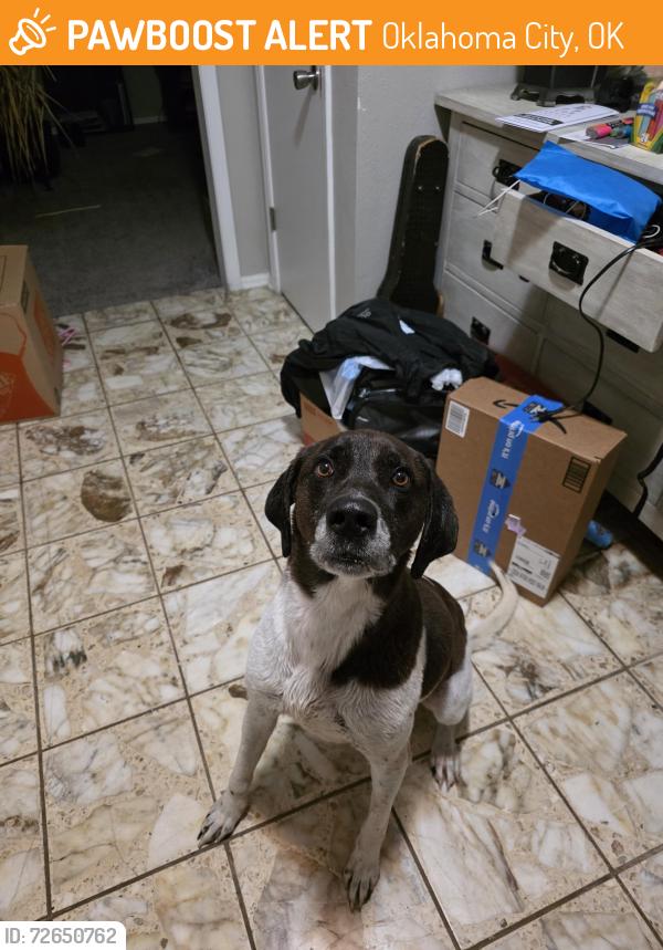 Found/Stray Female Dog last seen Texas Roadhouse off I-240, Oklahoma City, OK 73149