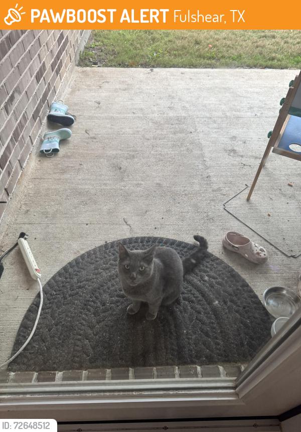 Found/Stray Unknown Cat last seen Near , Fulshear, TX 77441
