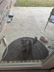 Found/Stray Unknown Cat last seen Near , Fulshear, TX 77441
