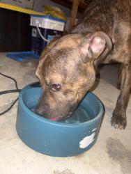 Found/Stray Female Dog last seen Ashway Drive & N High School Rd, Indianapolis, IN 46224