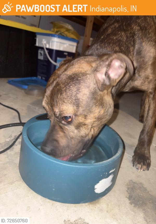 Found/Stray Female Dog last seen Ashway Drive & N High School Rd, Indianapolis, IN 46224