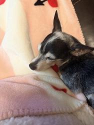 Lost Female Dog last seen Six Mile Road , Flatonia, TX 78941