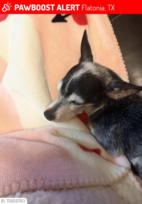 Lost Female Dog last seen Six Mile Road , Flatonia, TX 78941