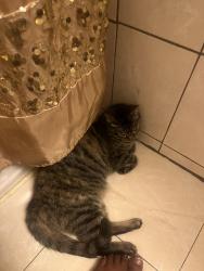 Lost Female Cat last seen 55th and Race, Philadelphia, PA 19139