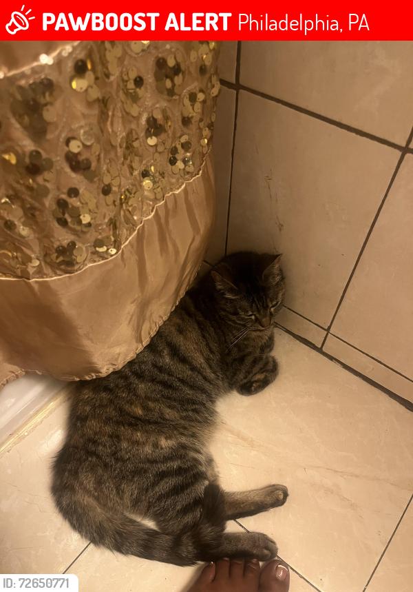 Lost Female Cat last seen 55th and Race, Philadelphia, PA 19139