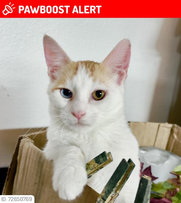 Lost Male Cat last seen  Depot, Huntington Beach, CA 92647