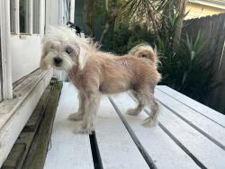 Found/Stray Unknown Dog last seen Opelousas and Teche , New Orleans, LA 70114