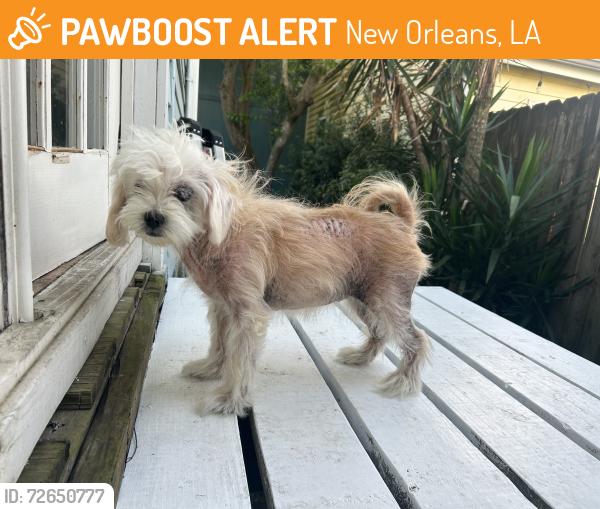 Found/Stray Unknown Dog last seen Opelousas and Teche , New Orleans, LA 70114