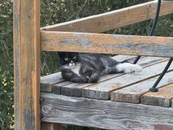 Lost Female Cat last seen Iowa Ave and 1st st, Ogden, UT 84404