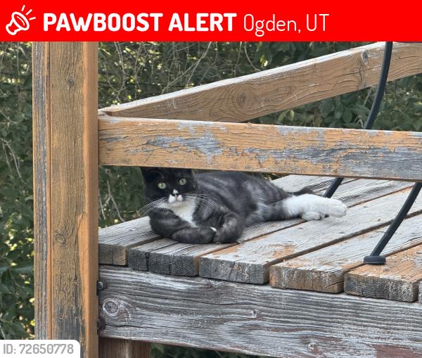 Lost Female Cat last seen Iowa Ave and 1st st, Ogden, UT 84404