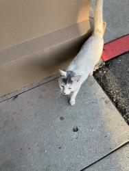 Found/Stray Unknown Cat last seen Sonesta, Milpitas, CA 95035
