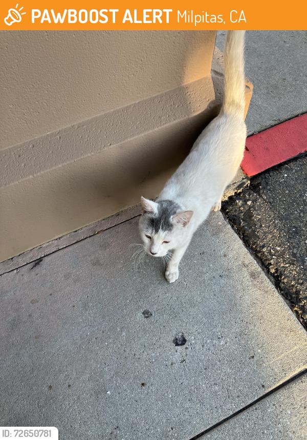 Found/Stray Unknown Cat last seen Sonesta, Milpitas, CA 95035
