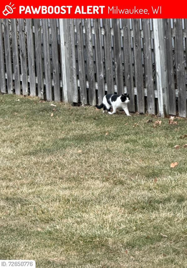 Lost Unknown Cat last seen 5th and armour , Milwaukee, WI 53207