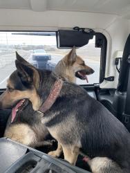 Found/Stray Unknown Dog last seen Off the highway near probandt , San Antonio, TX 78223