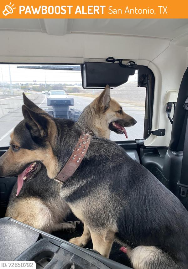 Found/Stray Unknown Dog last seen Off the highway near probandt , San Antonio, TX 78223
