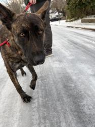 Lost Female Dog last seen St Jefferson st near the park , Petersburg, VA 23803