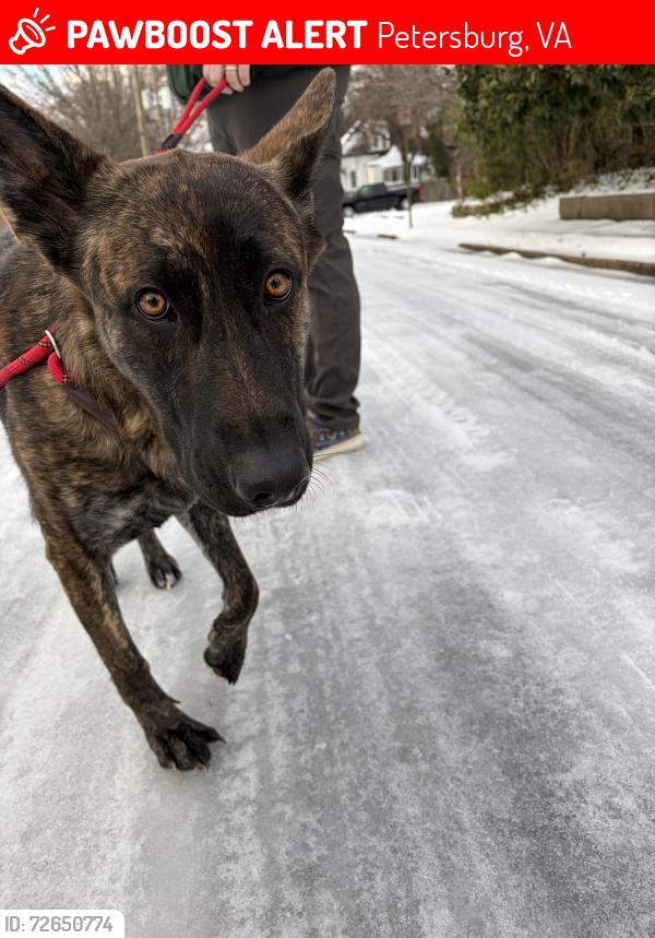 Lost Female Dog last seen St Jefferson st near the park , Petersburg, VA 23803