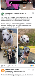 Lost Female Dog last seen Madison Ave , Montgomery, AL 36107
