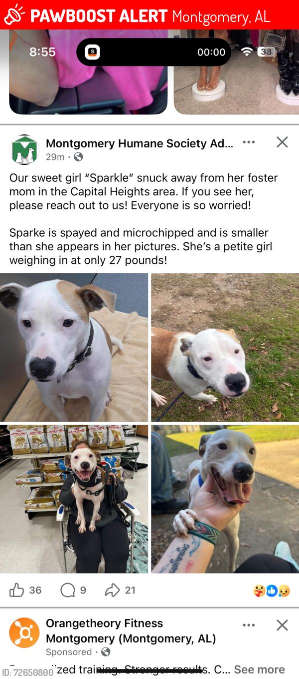 Lost Female Dog last seen Madison Ave , Montgomery, AL 36107