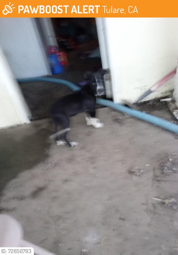 Found/Stray Male Dog last seen Munson road, Tulare, CA 93274