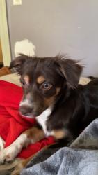Lost Male Dog last seen Market, Wichita, KS 67211