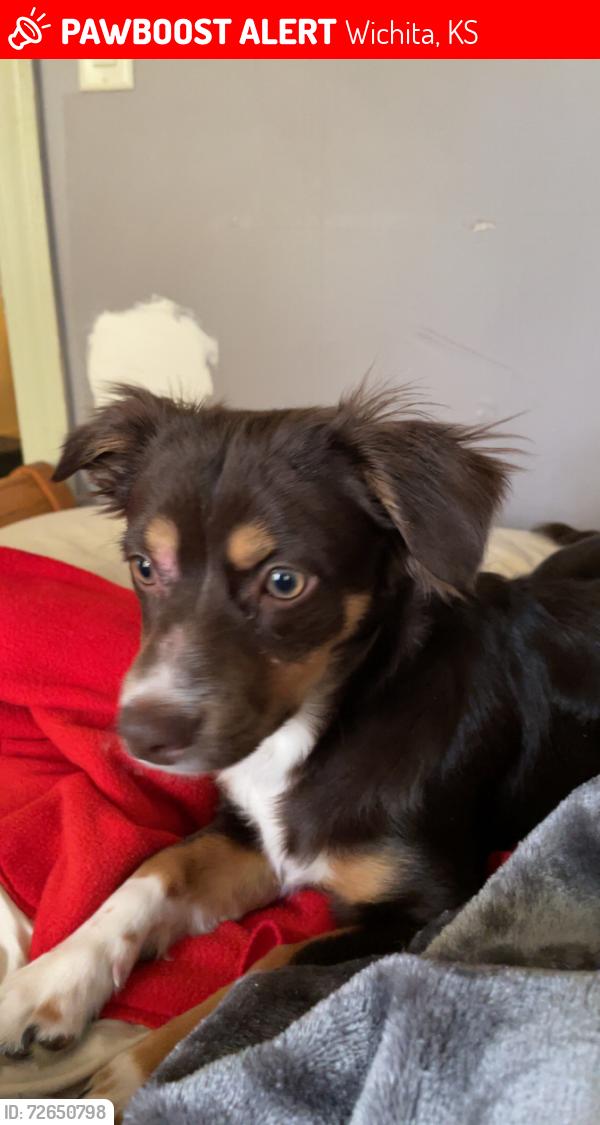 Lost Male Dog last seen Market, Wichita, KS 67211